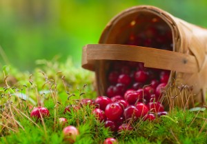 Plante vindecatoare din Muntii Sureanu - terapie in natura 2